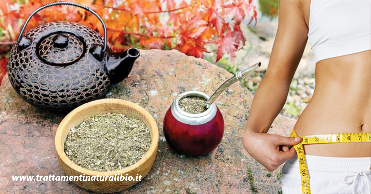 Tisana di Erba Mate o Yerba Mate brucia i grassi e placa la fame nervosa Tisana di Erba Mate o Yerba Mate: brucia i grassi e placa la fame nervosa