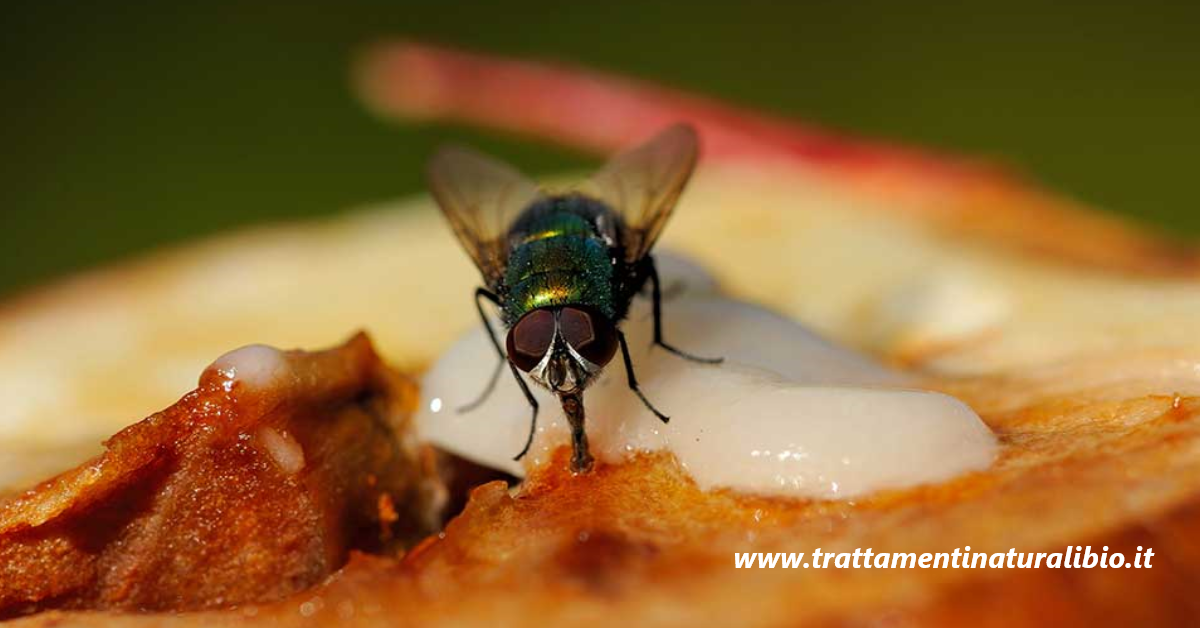 Ecco cosa succede quando una mosca si posa sul tuo cibo, è peggio di quanto tu possa immaginare Ecco cosa succede quando una mosca si posa sul tuo cibo, è peggio di quanto tu possa immaginare