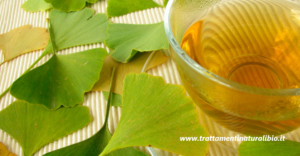 Ginkgo biloba: la pianta che allevia bronchite e infiammazioni. Ecco come