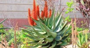 Aloe Ferox integratore brucciagrassi: funziona Aloe Ferox integratore brucciagrassi: funziona