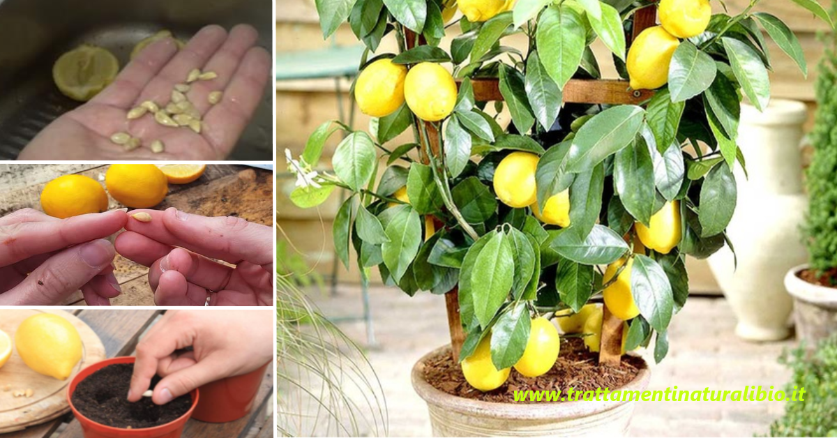 Come piantare una pianta di limone in casa