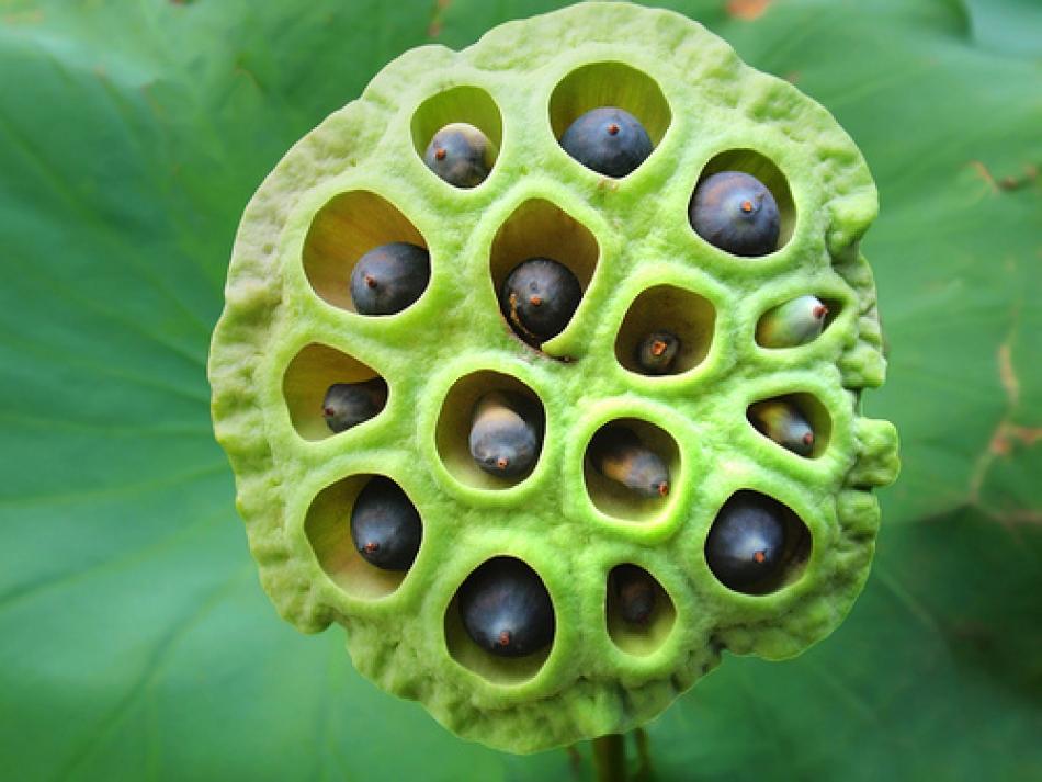 Tripofobia (paura dei buchi) cos'è e come sbarazzarsene per sempre