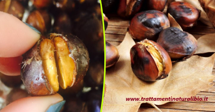 Come cuocere le castagne 4 trucchi per caldarroste perfette Come cuocere le castagne: 4 trucchi per caldarroste perfette