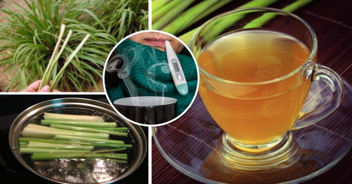 Come preparare l'infuso di citronella contro influenza, febbre e raffreddore