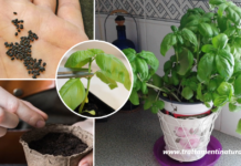 Come coltivare il basilico in vaso per averlo a disposizione tutto l'anno
